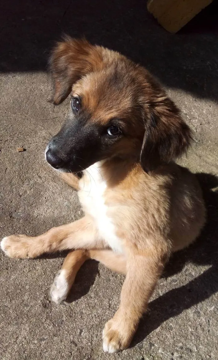 Cachorro raça  idade 2 a 6 meses nome Malu