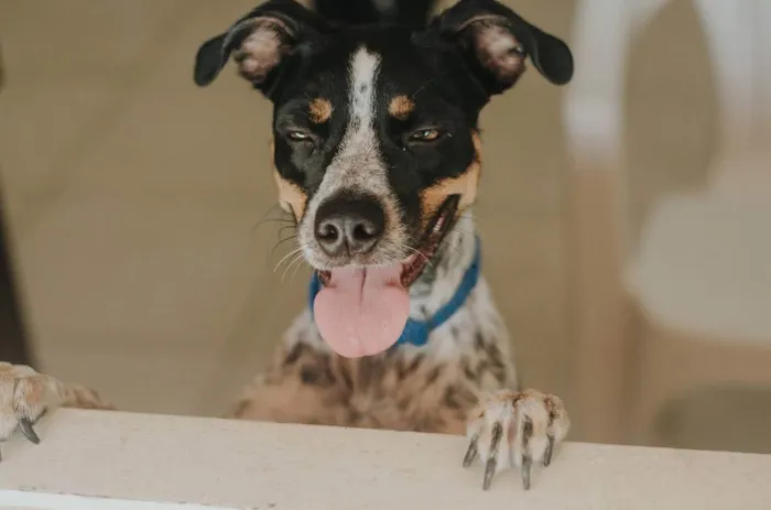 Cachorro ra a SRD idade 2 anos nome Coco