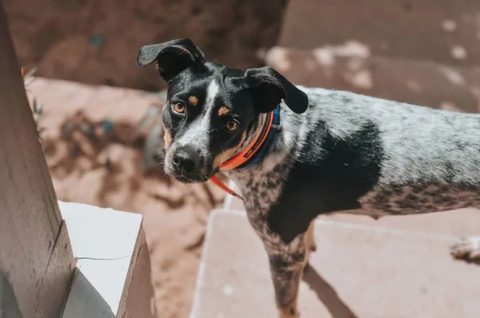 Cachorro ra a SRD idade 2 anos nome Coco