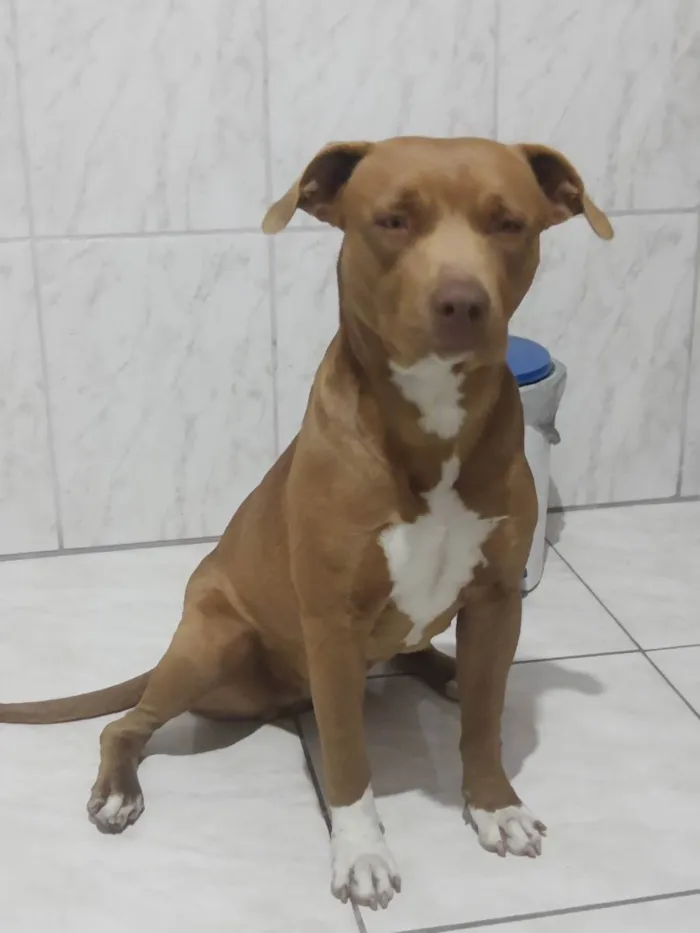 Cachorro ra a Pit Bull idade 1 ano nome Nakia