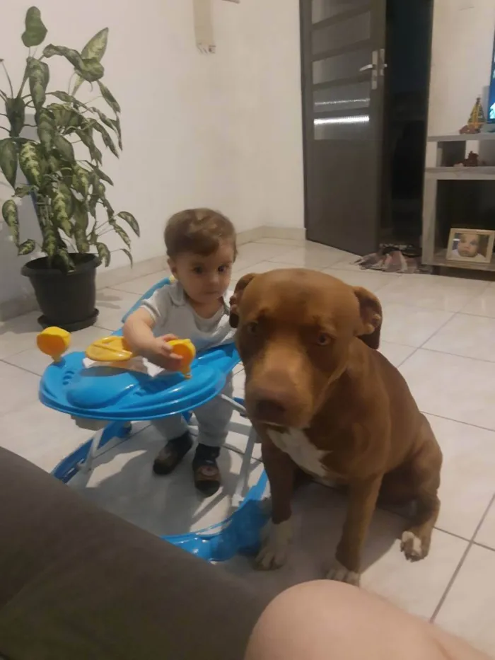 Cachorro ra a Pit Bull idade 1 ano nome Nakia