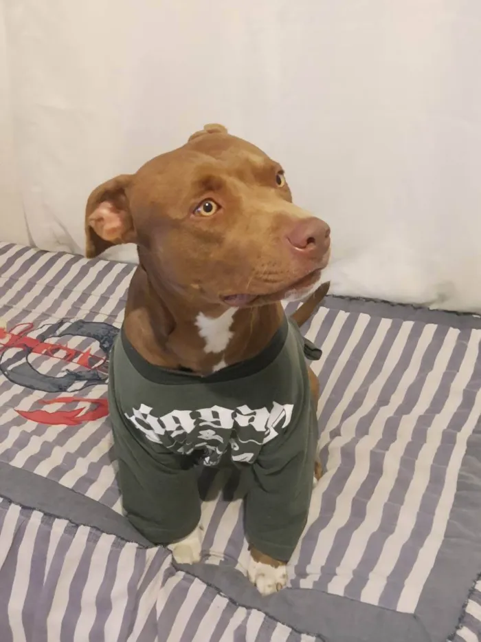 Cachorro ra a Pit Bull idade 1 ano nome Nakia