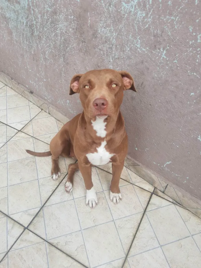 Cachorro ra a Pit Bull idade 1 ano nome Nakia