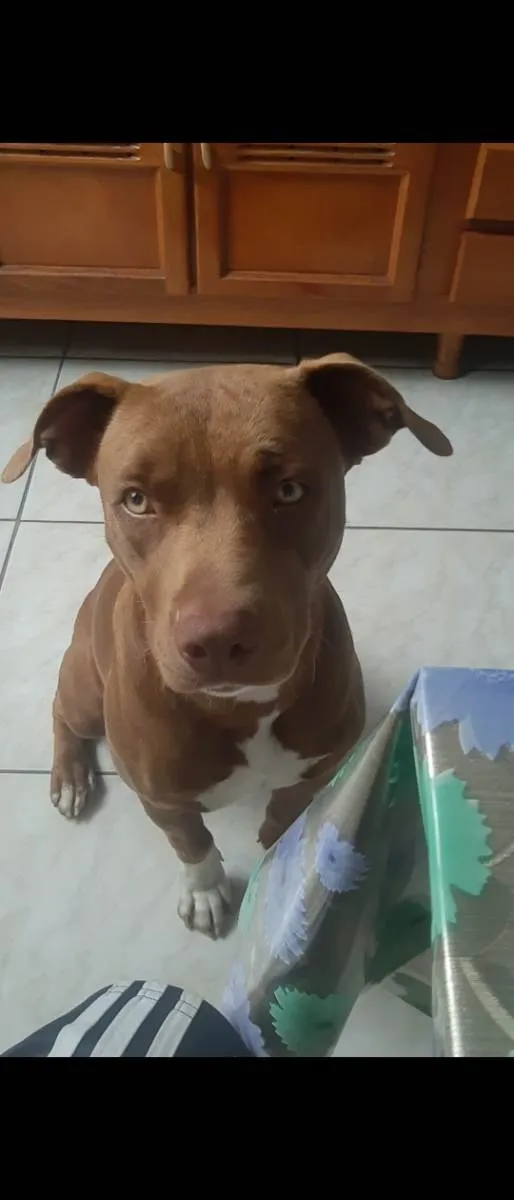 Cachorro ra a Pit Bull idade 1 ano nome Nakia