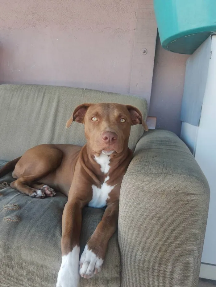 Cachorro ra a Pit Bull idade 1 ano nome Nakia