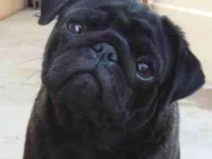 Cachorro raça Pug idade 2 anos nome Hércules 