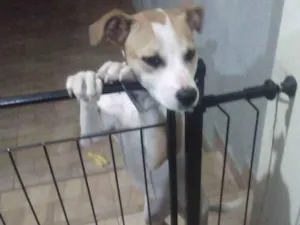 Cachorro raça Srd idade 2 a 6 meses nome Chiquinha