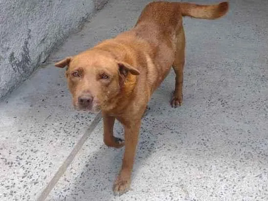 Cachorro ra a Labrador  idade 6 ou mais anos nome General