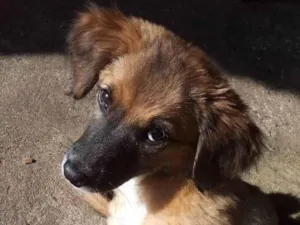 Cachorro raça  idade 2 a 6 meses nome Malu