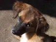 Malu