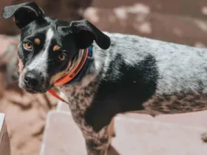 Cachorro raça SRD idade 2 anos nome Coco