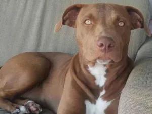 Cachorro raça Pit Bull idade 1 ano nome Nakia