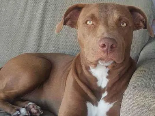 Cachorro ra a Pit Bull idade 1 ano nome Nakia