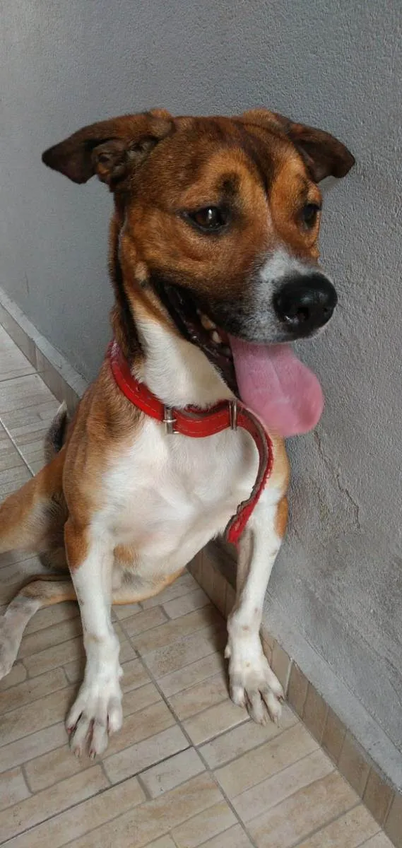 Cachorro ra a Vira lata idade 3 anos nome Brutus 