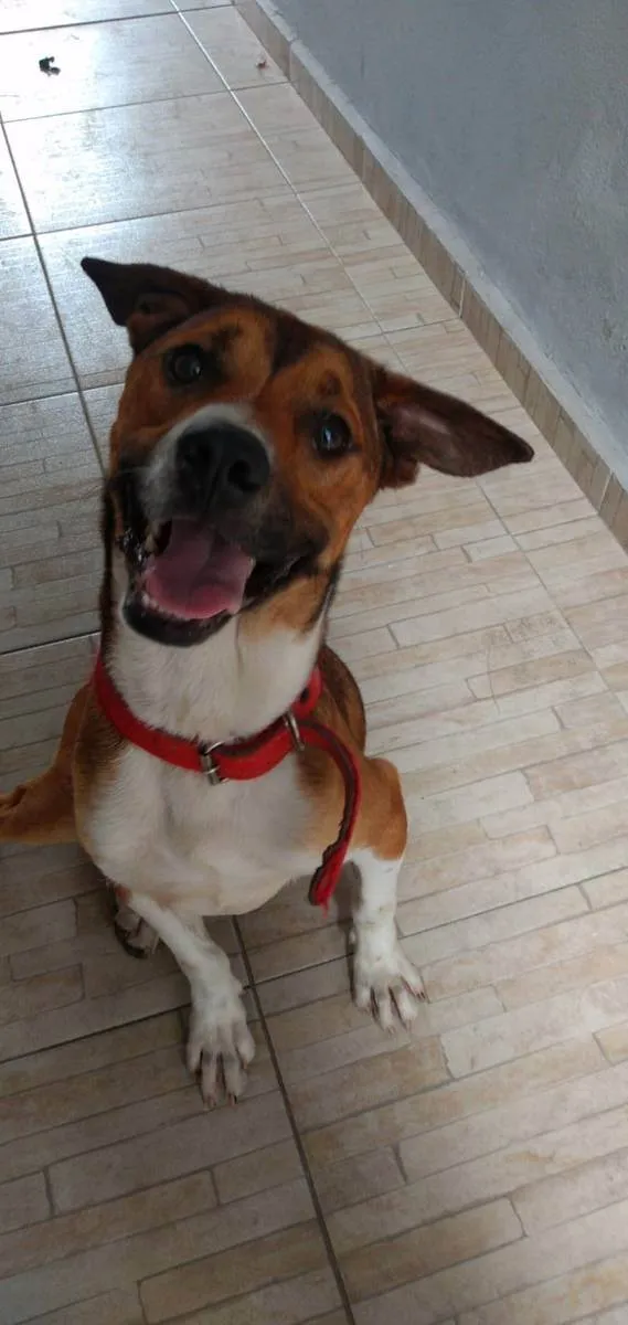 Cachorro ra a Vira lata idade 3 anos nome Brutus 