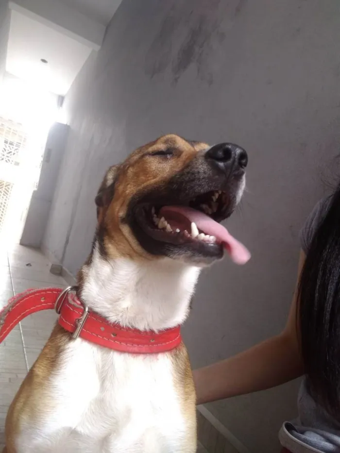 Cachorro ra a Vira lata idade 3 anos nome Brutus 