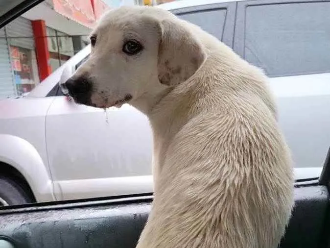 Cachorro ra a Viralata idade 1 ano nome Não sei