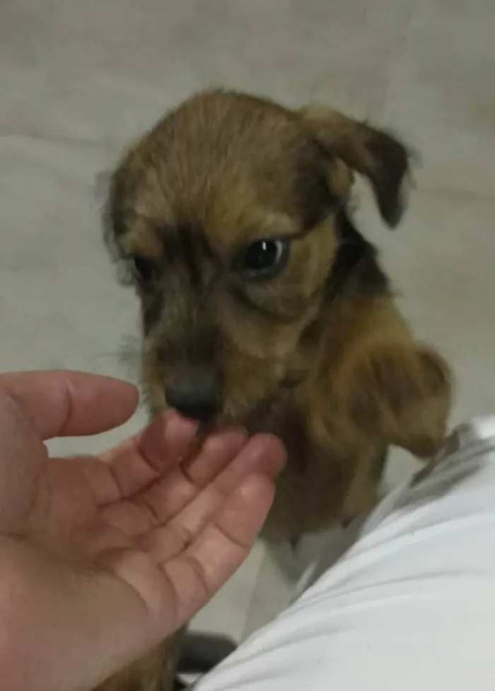 Cachorro ra a Sem raça  idade Abaixo de 2 meses nome Sem nome