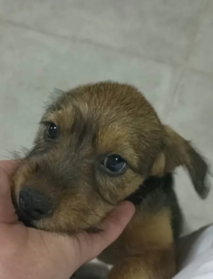 Cachorro ra a Sem raça  idade Abaixo de 2 meses nome Sem nome