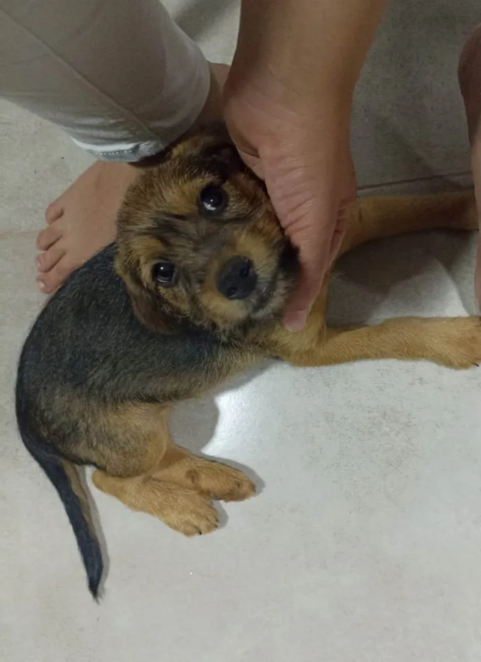 Cachorro ra a Sem raça  idade Abaixo de 2 meses nome Sem nome