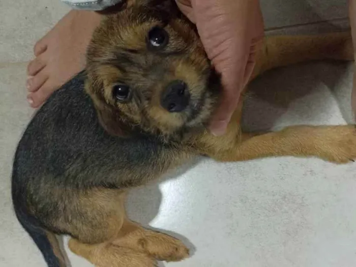 Cachorro ra a Sem raça  idade Abaixo de 2 meses nome Sem nome