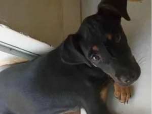 Cachorro raça  idade 2 a 6 meses nome Ragnar