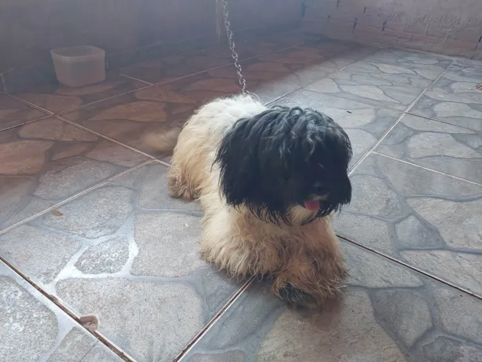 Cachorro ra a Matês idade 7 a 11 meses nome Bili