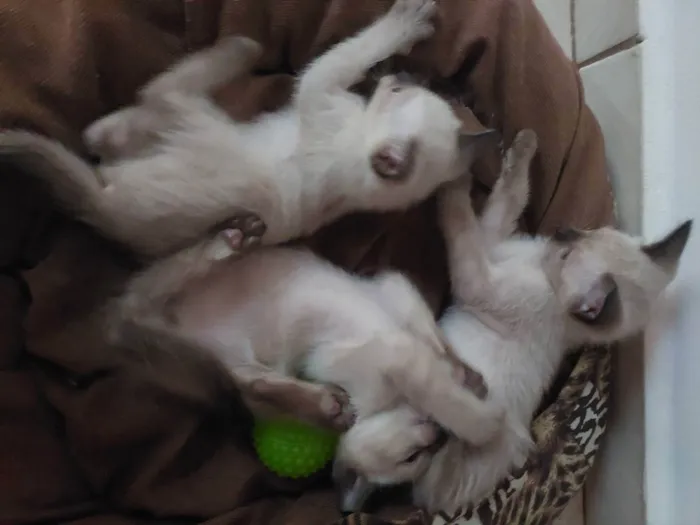 Gato ra a Sianes idade Abaixo de 2 meses nome Linda