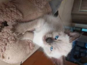 Gato raça Sianes idade Abaixo de 2 meses nome Linda