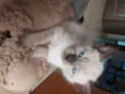 Linda