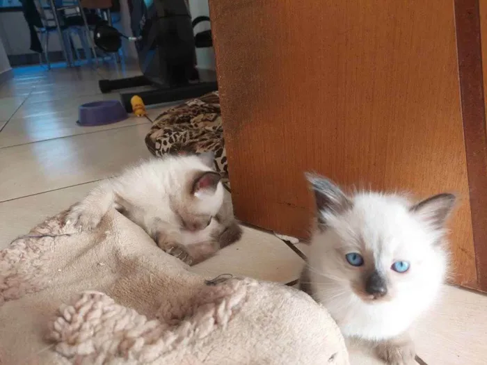 Gato ra a Sianes idade Abaixo de 2 meses nome Linda