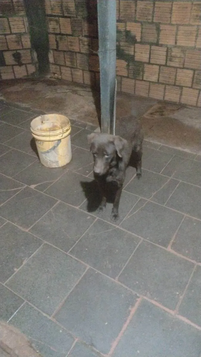 Cachorro ra a Labrador idade 1 ano nome Luna