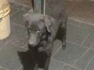 Cachorro ra a Labrador idade 1 ano nome Luna