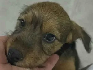 Cachorro raça Sem raça  idade Abaixo de 2 meses nome Sem nome