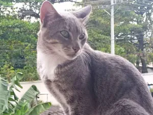 Gato raça Srd idade 1 ano nome Tom