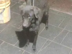 Cachorro raça Labrador idade 1 ano nome Luna