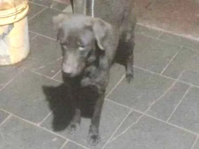 Cachorro ra a Labrador idade 1 ano nome Luna