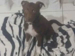 Cachorro raça Viralata idade 1 ano nome Teddy