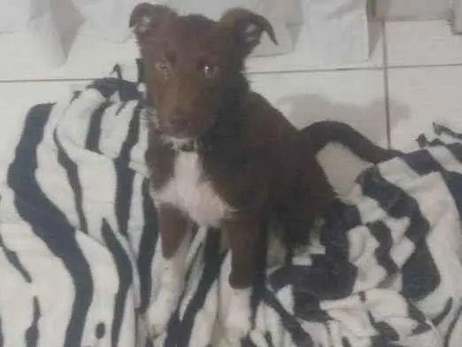 Cachorro ra a Viralata idade 1 ano nome Teddy