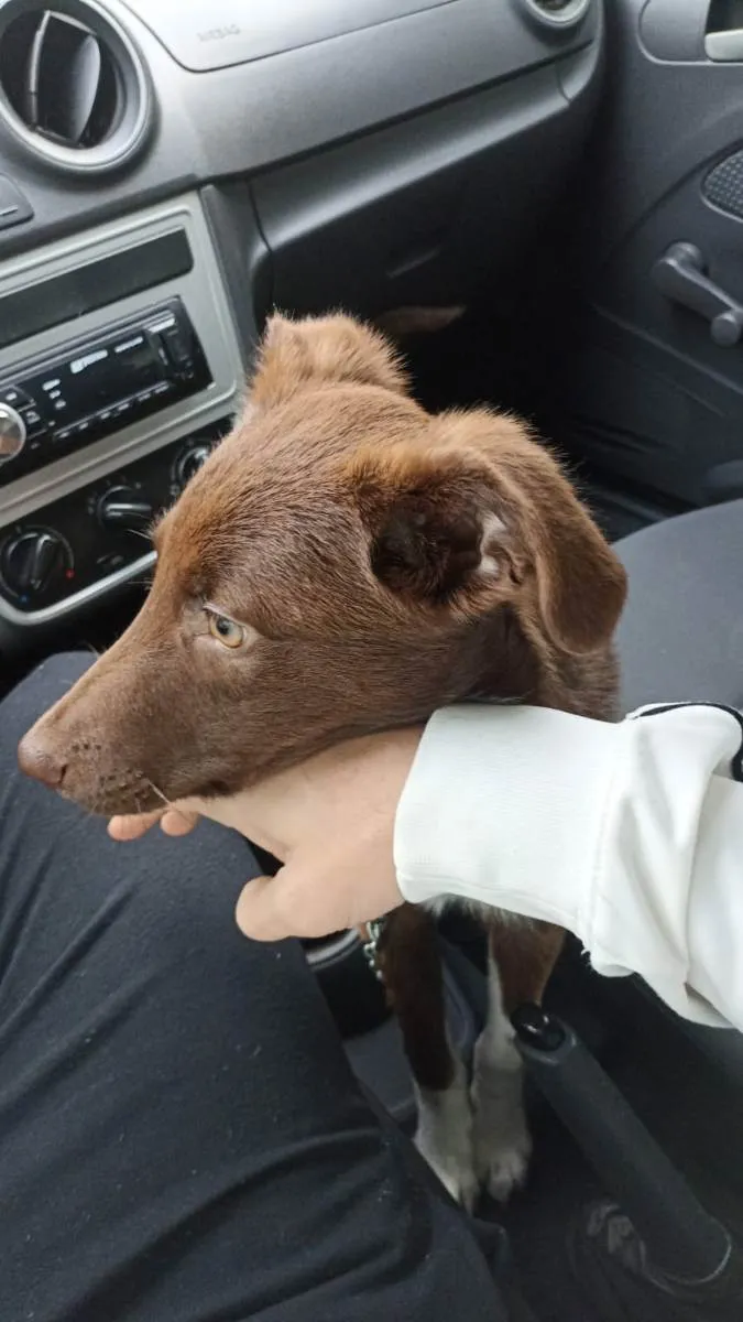 Cachorro ra a Viralata idade 1 ano nome Teddy