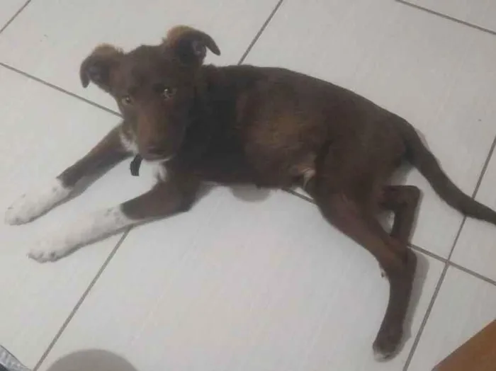 Cachorro ra a Viralata idade 1 ano nome Teddy