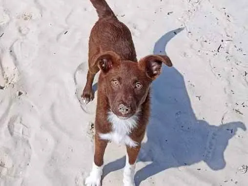 Cachorro ra a Viralata idade 1 ano nome Teddy