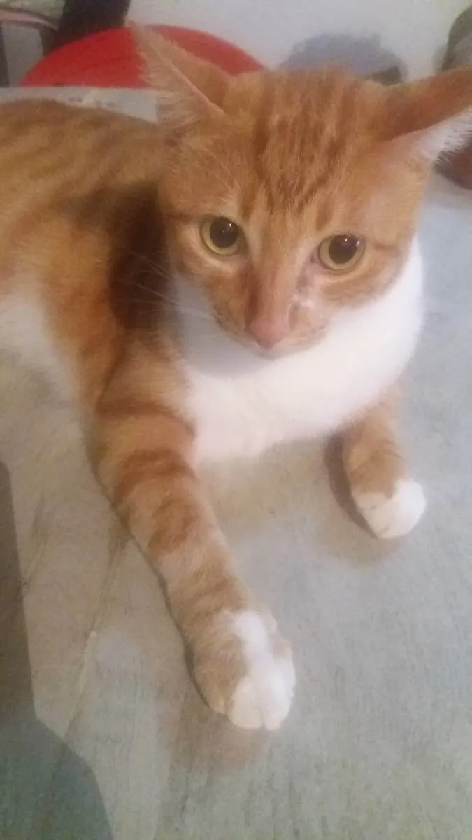 Gato raça  idade 6 ou mais anos nome Mel