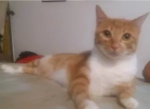 Gato raça  idade 6 ou mais anos nome Mel