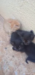 filhotes de gatinhos