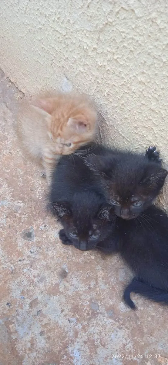 Gato raça vira-lata idade 2 a 6 meses nome filhotes de gatinhos