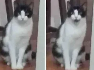 Gato raça  idade 6 ou mais anos nome Peri