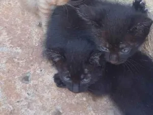 Gato raça vira-lata idade 2 a 6 meses nome filhotes de gatinhos