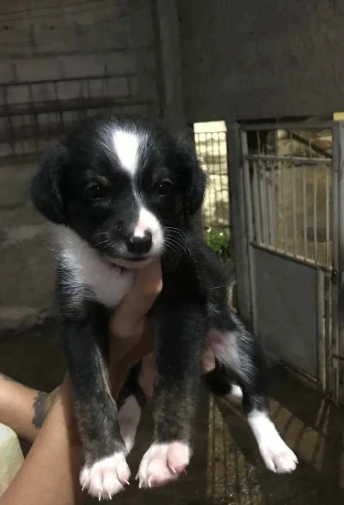 Cachorro ra a Vira lata idade Abaixo de 2 meses nome Pedro