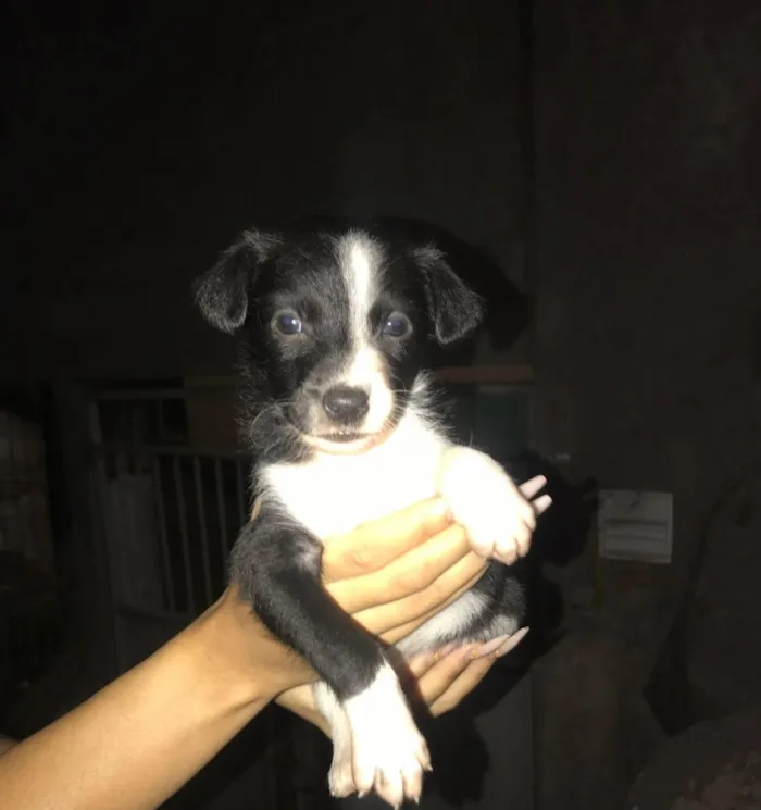 Cachorro ra a Vira lata idade Abaixo de 2 meses nome Pedro